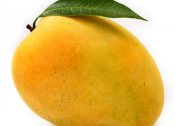Mango Import Regulations