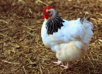 Organic Meat, Poultry Production