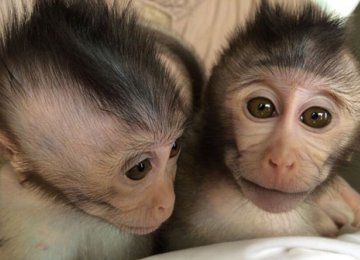Monkeys With Autism Gene