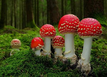 Eating Wild Mushroom Can Destroy Liver