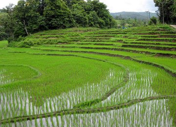 Mechanized Rice Production