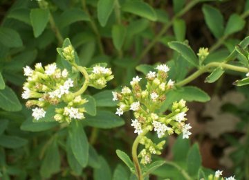 Stevia Grown In Ardebil