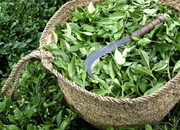 Tea Harvesting 