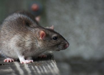 Rodent Population Declining