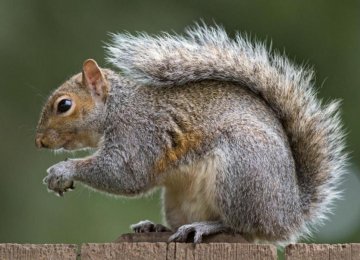 New Squirrel Virus Kills 3 Germans