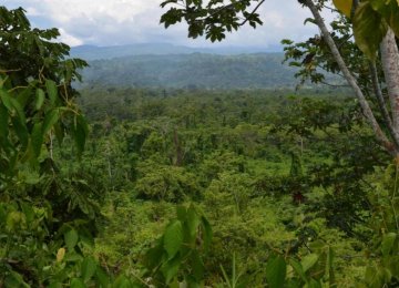 Half of Amazon Tree Species Endangered