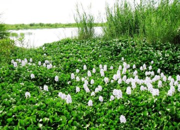 Invasive Plants Threaten Anzali Wetland