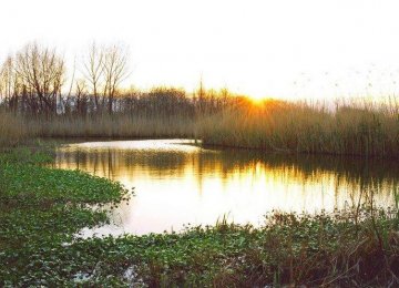 New Fear of Anzali Wetland