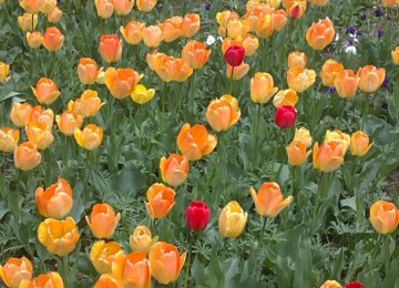 Annual Asara Tulip Festival in Late April