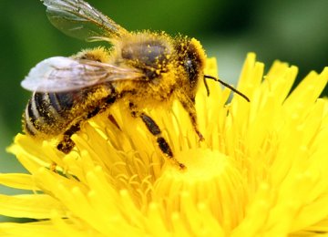 Bee Population Decline Linked to Aluminum Exposure