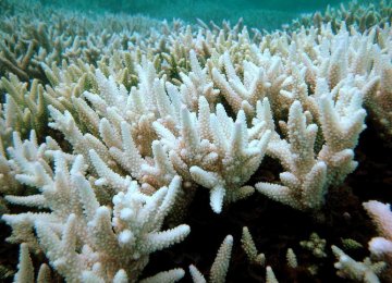 3rd Biggest Coral Bleaching Underway