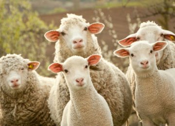 Ovine Disease Decreasing in Zanjan