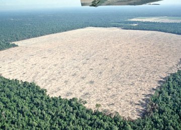 Deforestation Rate Alarming