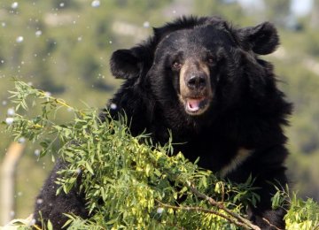 Asian Black Bear’s Habitat to Be Protected