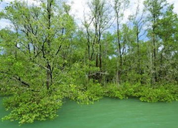 Rice, Palm Demand Drive Deforestation