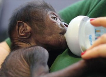 Baby Gorilla Born Via C-Section