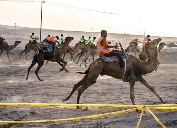 Qeshm to Rival Emirates in Camel Racing