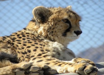 Asiatic Cheetah Breeding Efforts Underway