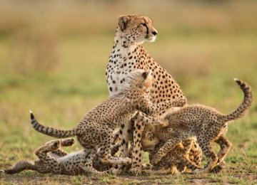 Tehran to Host Festival of Asiatic Cheetah