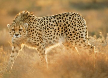 Asiatic Cheetah Beaten to Death
