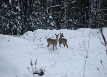 Wildlife Thriving in Chernobyl Exclusion Zone