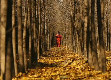 China’s Great Wall of Trees