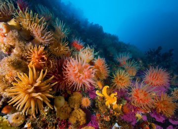 Corals May Be Adapting to Climate Change