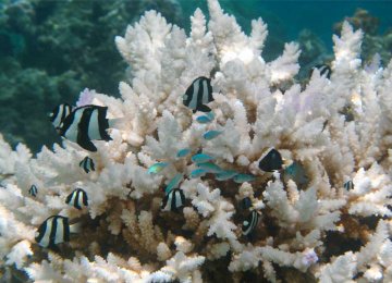 Rising Temperatures Taking Toll on Corals