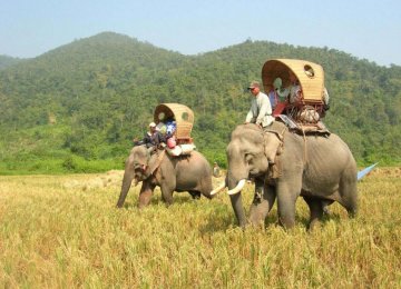 Travel Industry Urged to Fight Animal Cruelty