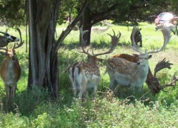 Persian Fallow Deer Forced to Find New Home