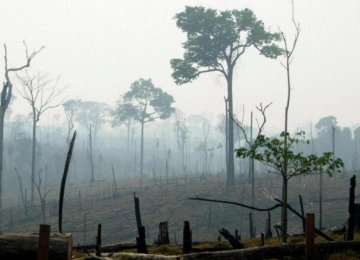 India-Sized Forests to Disappear by 2050