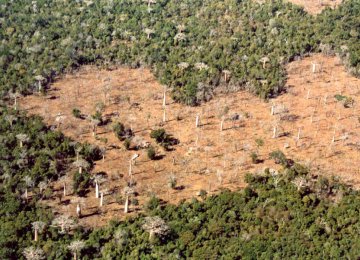 Global Movement to Check African Deforestation