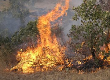 Ilam, Kurdestan Plagued by Deliberate Wildfires
