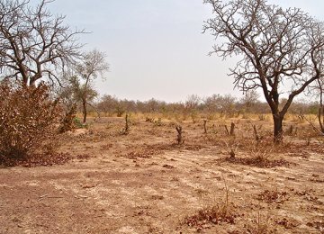 Drive Against Desertification Intensifies 