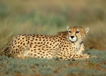 Drone Use for Cheetah Census