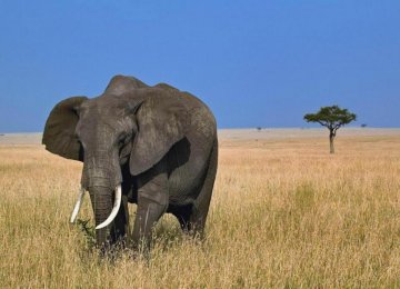 Elephant Poaching Hotspots Identified