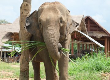 British Tourist Killed by Thai Elephant