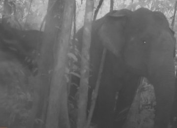 Rare Cambodian Elephant Footage Raises Hopes
