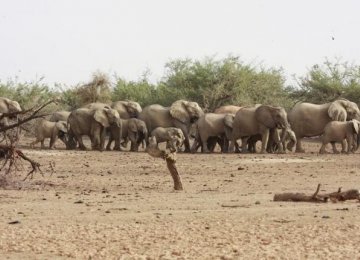 Desert Elephants Face Extinction in 3 Years