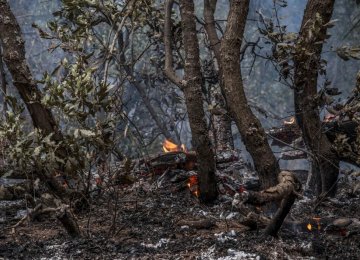 Gilan Forests Burn