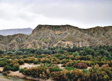 Bushehr Forest Dying 