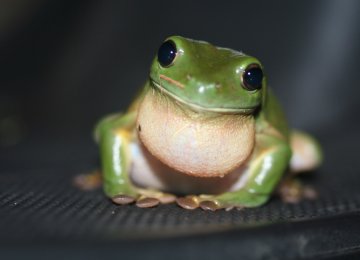 Frogs to Leap Into Mass Extinction