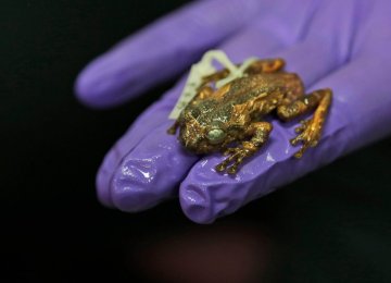 Century-Old Tree Frog Rediscovered in India