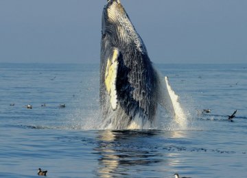 Humpback Whale Comeback “Symbol of Hope’”