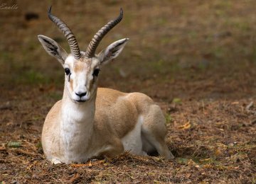 Foreign Hunters Target Rare Gazelle