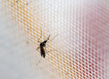 IATA Wary of Zika Effect
