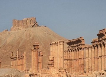 Fall of Palmyra Could Make Bald Ibis Extinct