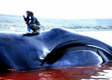 Iceland Whaling Season Begins Despite Protest