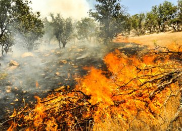  Ancient Forests Go Up in Flames