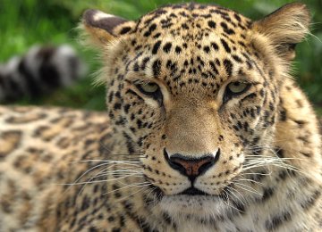 Wildlife Insurance for Persian Leopard
